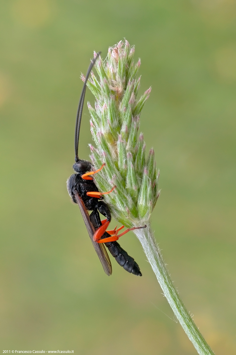 Dittero? No. Ichneumonidae - Pimpla rufipes ?